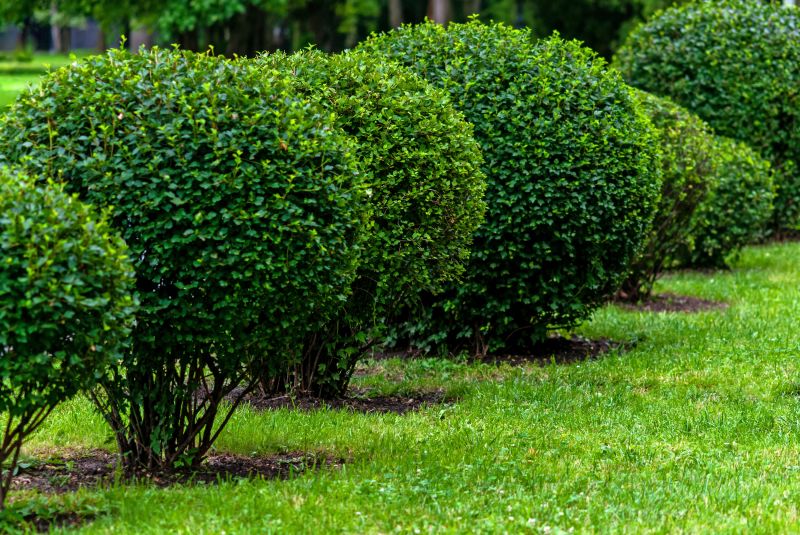 Trimmed Shrubs and Edges