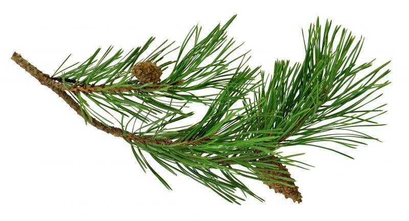 Pine Needles Removal