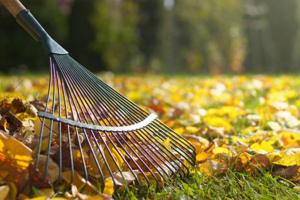 Leaf Cleanup Service in Harrisburg