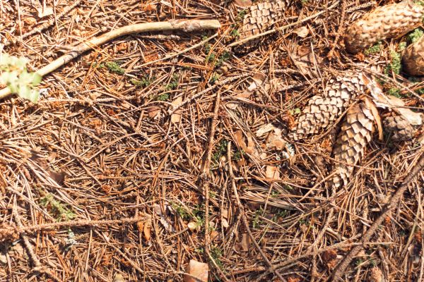 Pine Needles Removal in Harrisburg