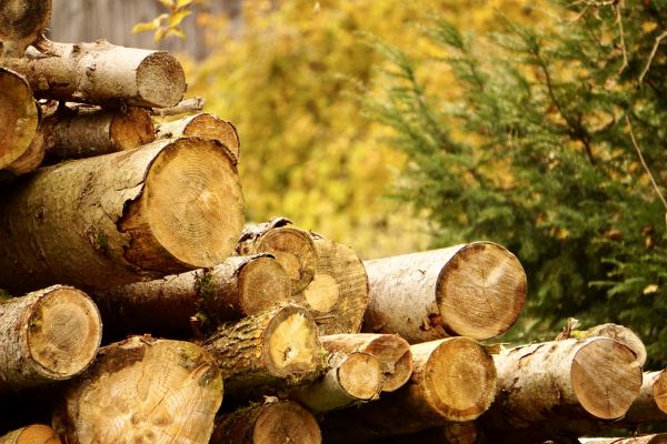 Wood Pile Removal in Harrisburg
