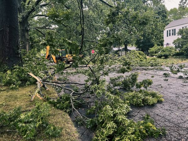 Tree Branch Disposal in Harrisburg