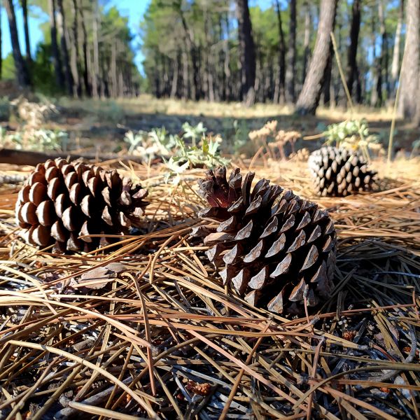 Pine Cone Removal in Harrisburg
