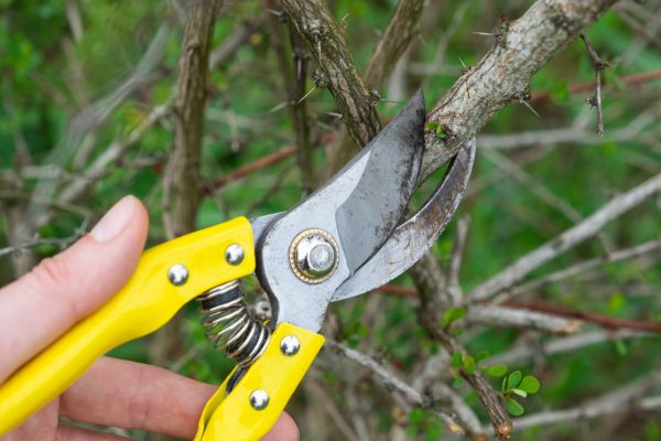 Limbs Removal in Harrisburg