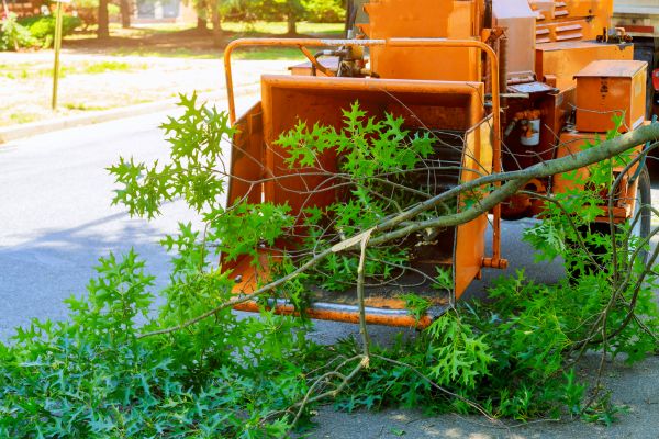 Tree Branches Removal in Harrisburg