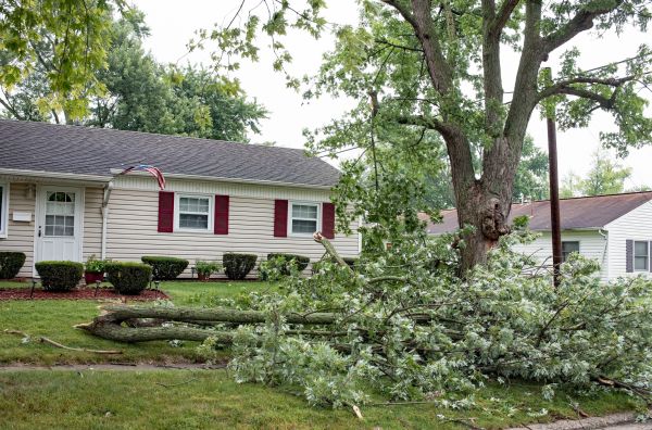 Fallen Branch Removal in Harrisburg