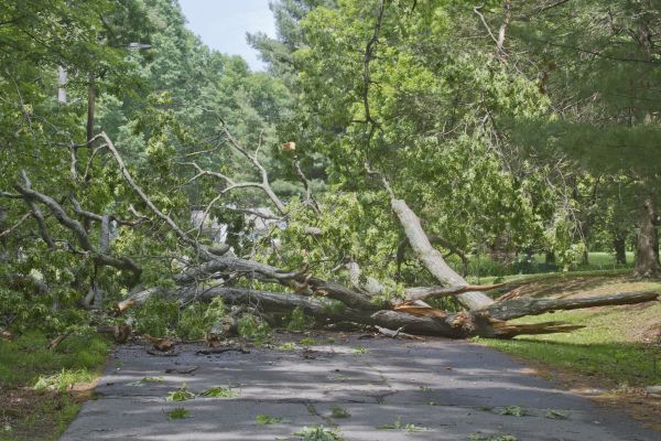 Tree Debris Removal in Harrisburg